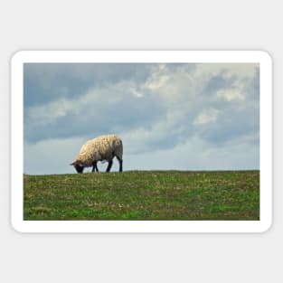 Sheep on the Hill Sticker